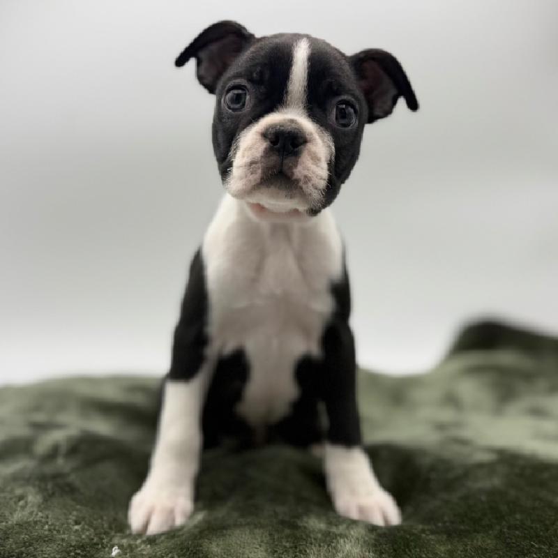 Boston Terrier - 7116, Boston Terrier