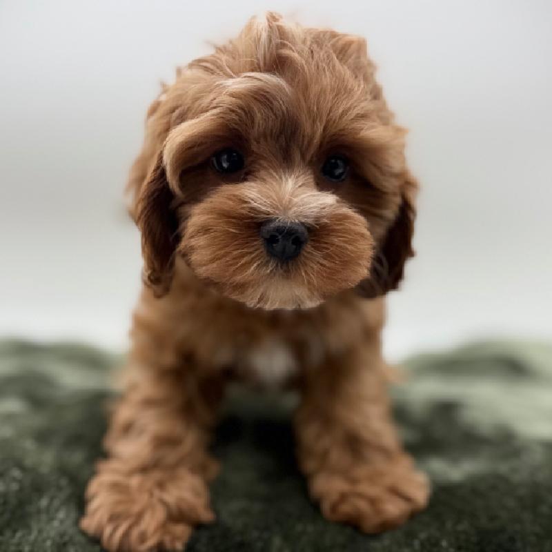 Cavapoo - 7109, Cavapoo