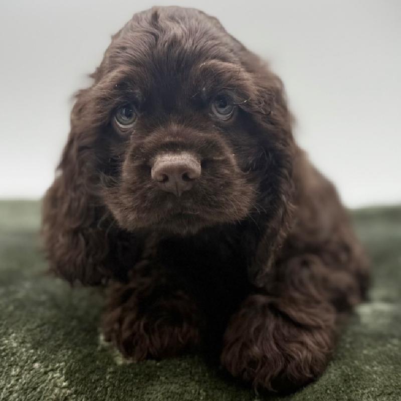 Cocker Spaniel - 7119, Cocker Spaniel