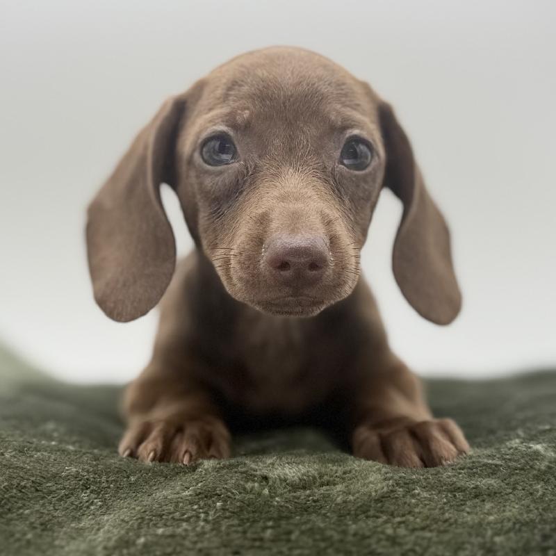 Dachshund - 7114, Dachshund