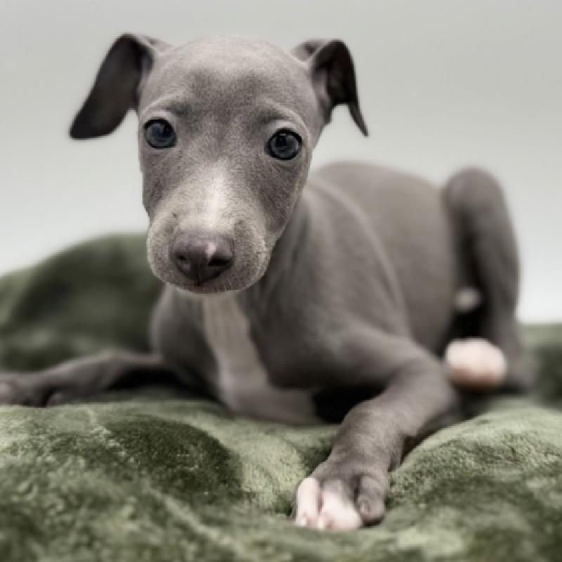 Italian Greyhound - 7115, Italian Greyhound