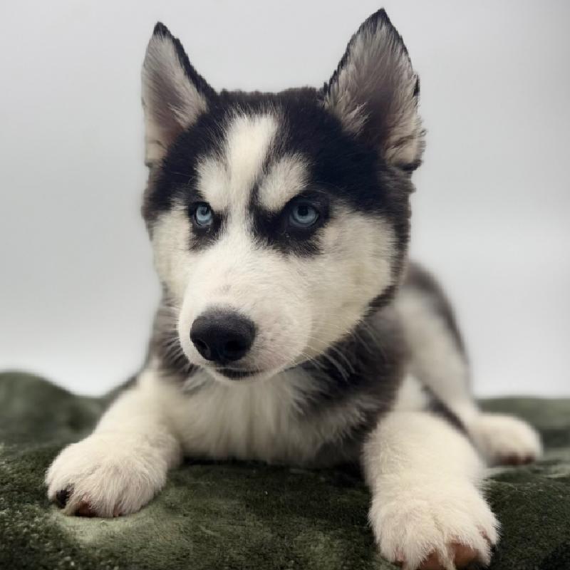 Siberian Husky - 7117, Siberian Husky
