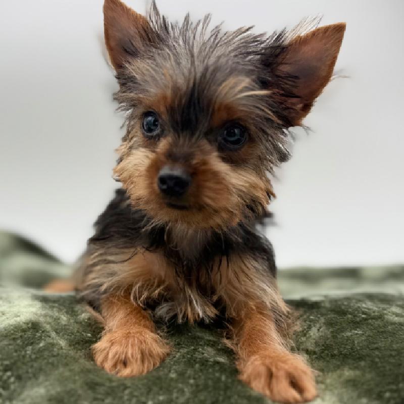 Yorkie - 7106, Yorkie