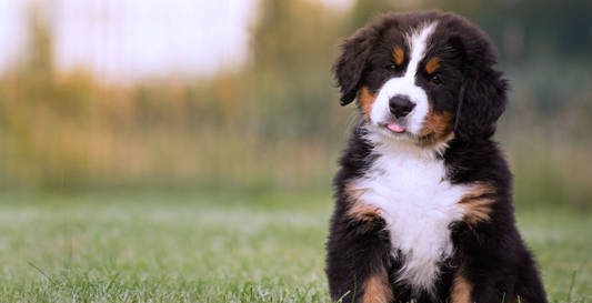 Find My Perfect Puppy!
