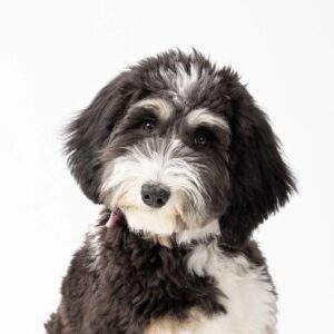 bernedoodle