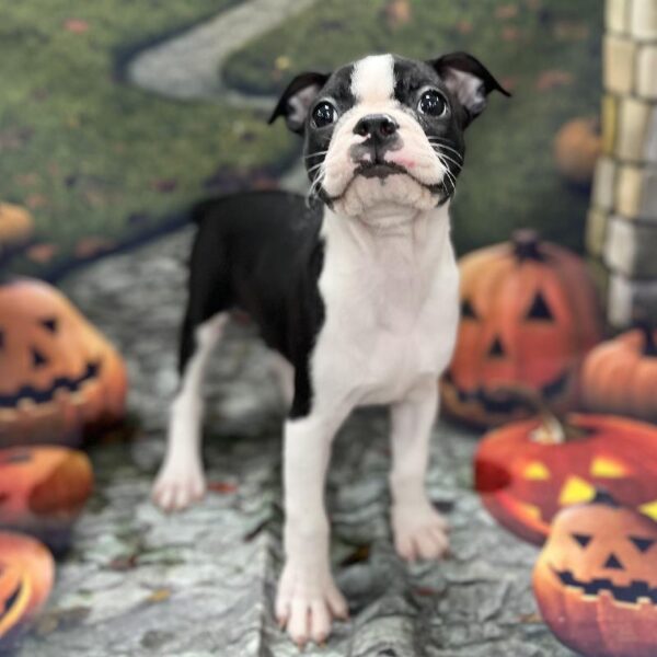 Boston Terrier-DOG-Female-Black & White-36-Petland Woodlands, TX