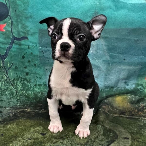 Boston Terrier-DOG-Male-Black & White-61-Petland Woodlands, TX