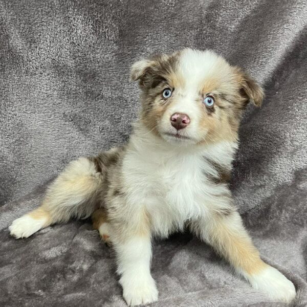 Australian Shepherd-DOG-Female-rd mrl-820-Petland Woodlands, TX