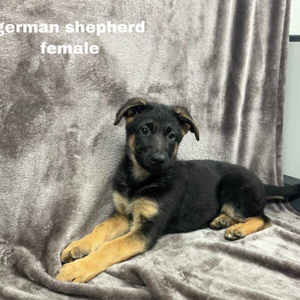 German Shepherd-DOG-Female-blk and tn-812-Petland Woodlands, TX
