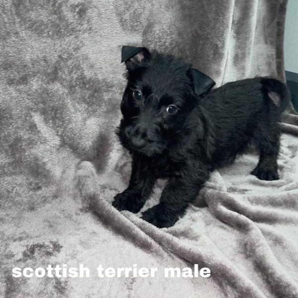 Scottish Terrier-DOG-Male-black-828-Petland Woodlands, TX