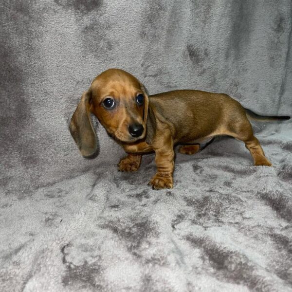 Dachshund-DOG-Male-wldbr-819-Petland Woodlands, TX
