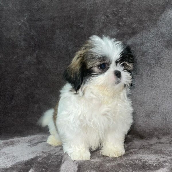 Shih Tzu-DOG-Female-gld and wh, blk mkgs-818-Petland Woodlands, TX
