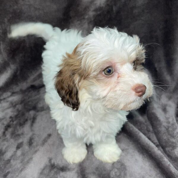 Havanese-DOG-Female-black w/ tan-827-Petland Woodlands, TX