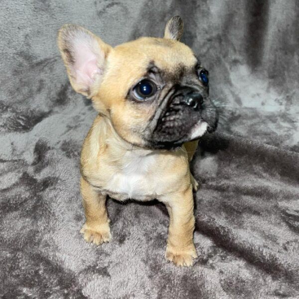 French Bulldog-DOG-Female-fawn-830-Petland Woodlands, TX