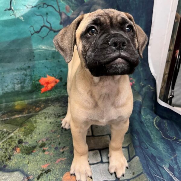 Bullmastiff-DOG-Female-Fawn-69-Petland Woodlands, TX