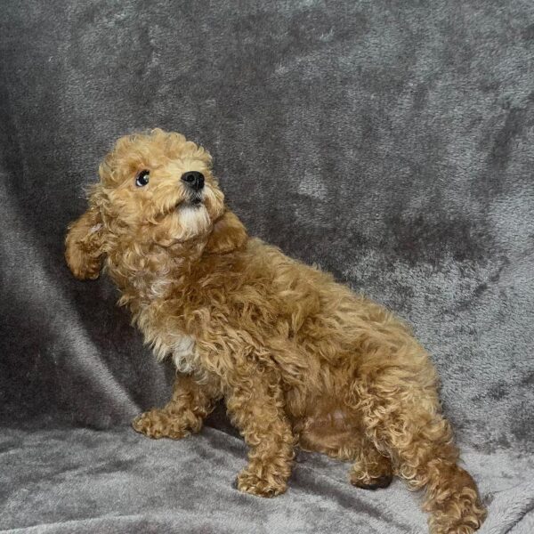 Poodle-DOG-Male-rd-795-Petland Woodlands, TX