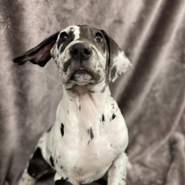 Great Dane-DOG-Male-hlqn-815-Petland Woodlands, TX