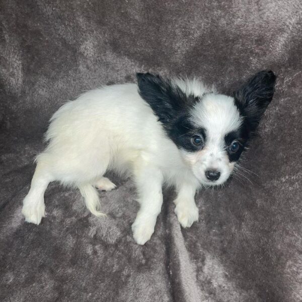 Papillon-DOG-Female-blk and wh-814-Petland Woodlands, TX