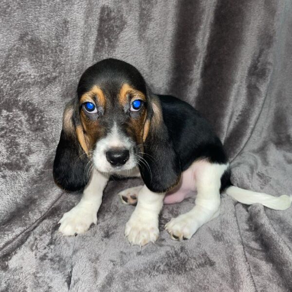 Bagel-DOG-Male-blk and tan, wh mkgs-823-Petland Woodlands, TX