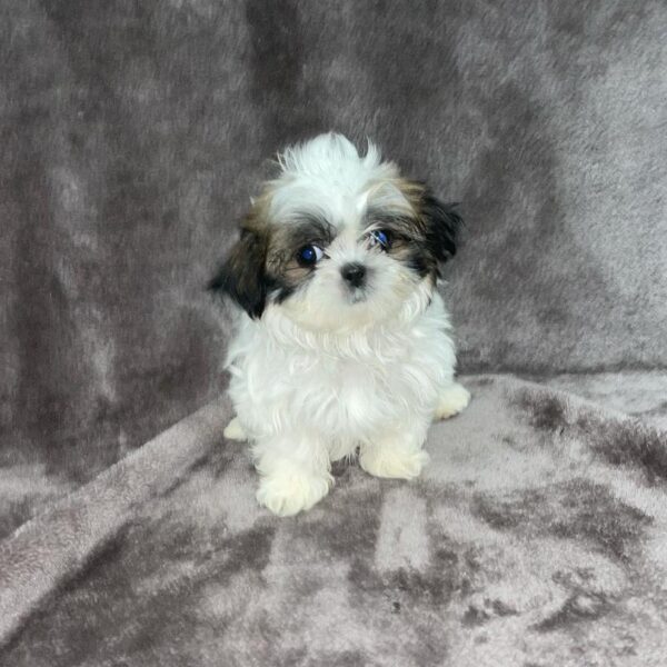 Shih Tzu-DOG-Male-gld and wh, blk mkgs-817-Petland Woodlands, TX