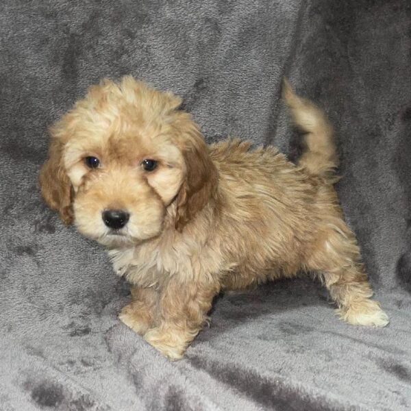 Mini Goldendoodle-DOG-Male-gldn, why mkgs-821-Petland Woodlands, TX