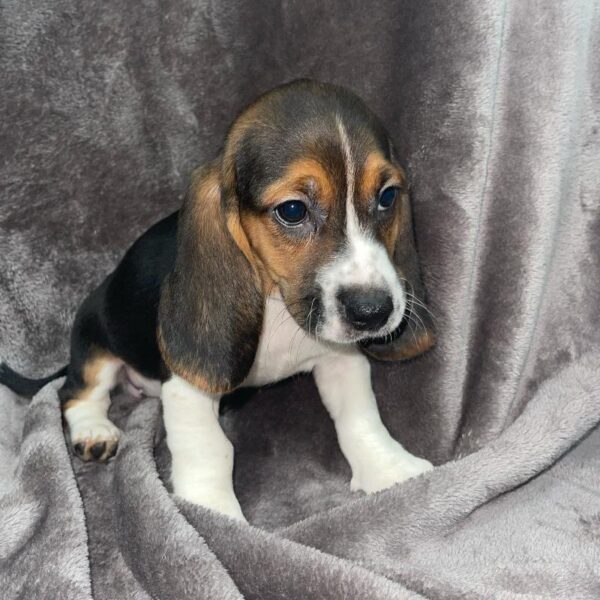 Bagel-DOG-Female-blk and tan, wh mkgs-824-Petland Woodlands, TX