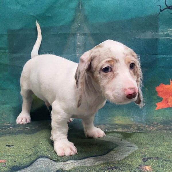 Dachshund-DOG-Male-Chocolate Dapple-70-Petland Woodlands, TX