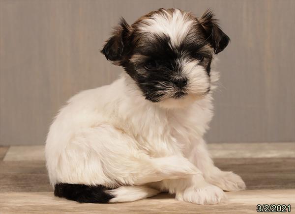 Shih Tzu-DOG-Female-Brown / White-864-Petland Woodlands, TX