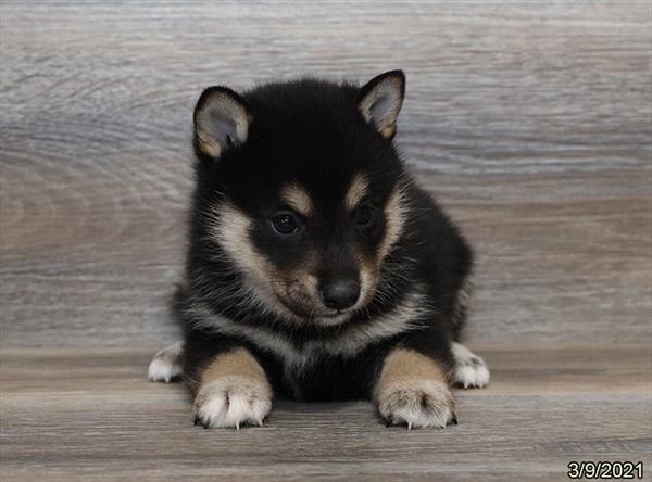 Shiba Inu-DOG-Male-Black-865-Petland Woodlands, TX