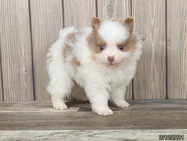 Pomeranian-DOG-Male-Blue Fawn / White-866-Petland Woodlands, TX