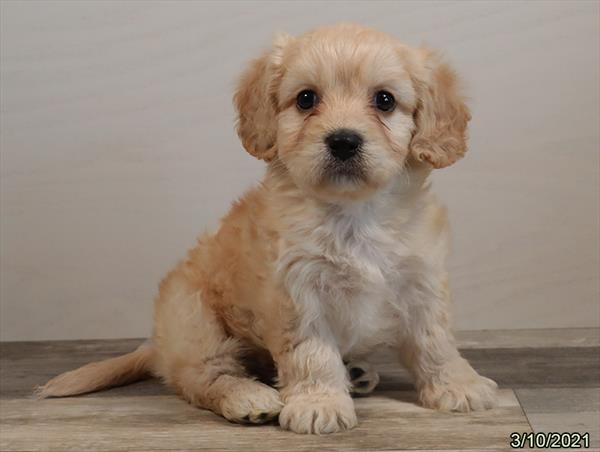 Cavachon-DOG-Male-Apricot-867-Petland Woodlands, TX