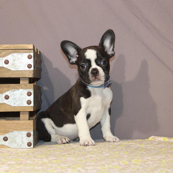 Boston Terrier-French Bulldog-DOG-Male-Brindle-868-Petland Woodlands, TX