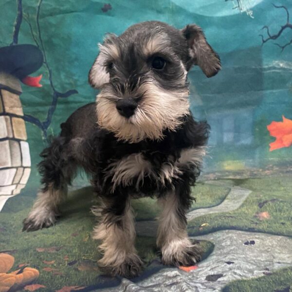 Mini Schnauzer-DOG-Male-Salt & Pepper-62-Petland Woodlands, TX