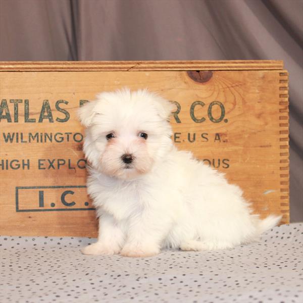 Maltese-DOG-Female-White-869-Petland Woodlands, TX