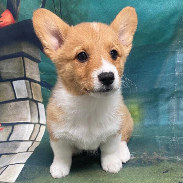 Pembroke Welsh Corgi-DOG-Female-Red & White-80-Petland Woodlands, TX