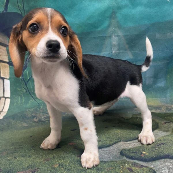 Beagle-DOG-Female-Tricolor-57-Petland Woodlands, TX