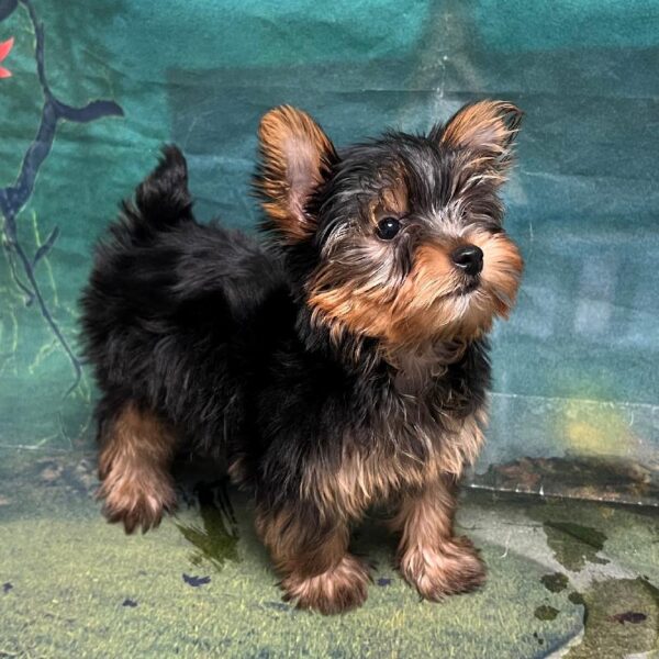 Yorkie-DOG-Female-Black & tan-54-Petland Woodlands, TX