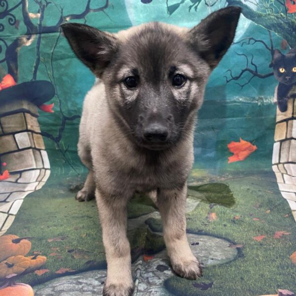Norwegian Elkhound-DOG-Female-Grey, Black & Silver-79-Petland Woodlands, TX