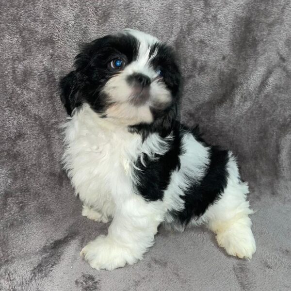 Lhasa Apso-DOG-Male-tri-880-Petland Woodlands, TX