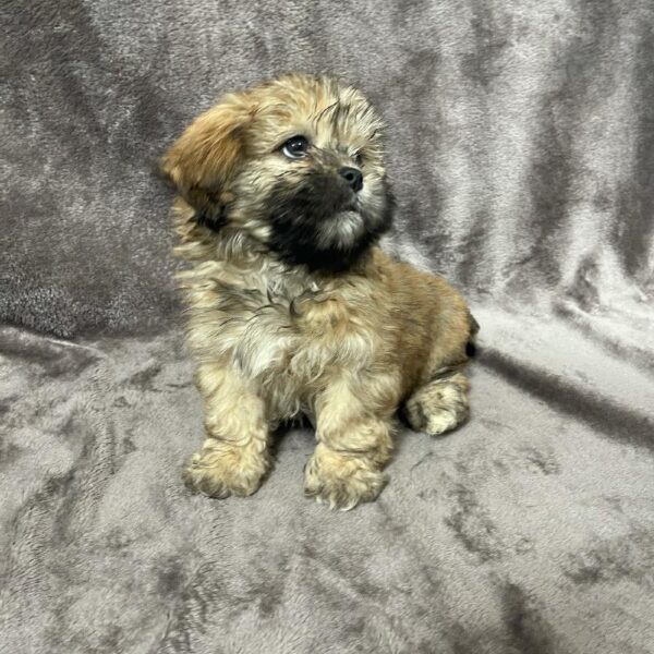 Lhasa Apso-DOG-Female-golden-881-Petland Woodlands, TX