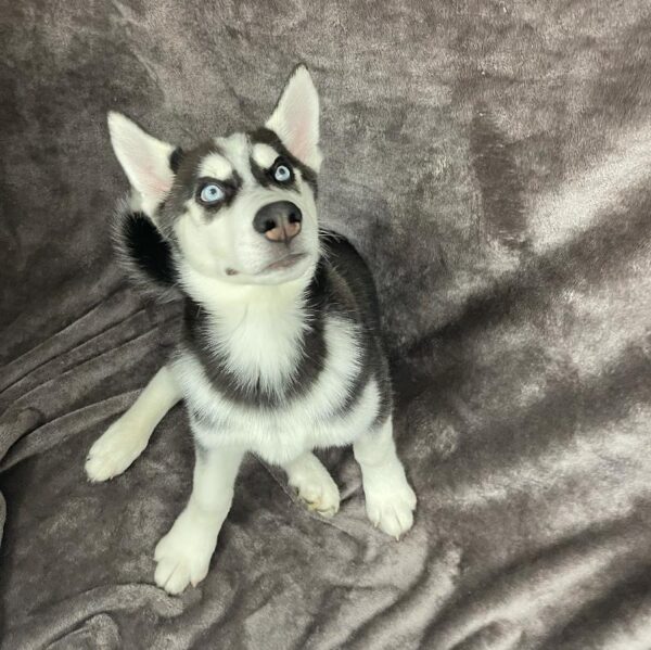 Siberian Husky-DOG-Male-blk and wh-673-Petland Woodlands, TX
