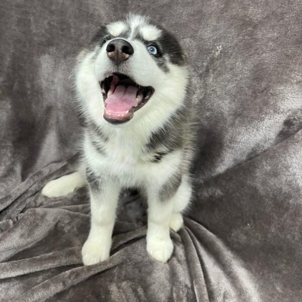 Siberian Husky-DOG-Female-blk, Wh-701-Petland Woodlands, TX