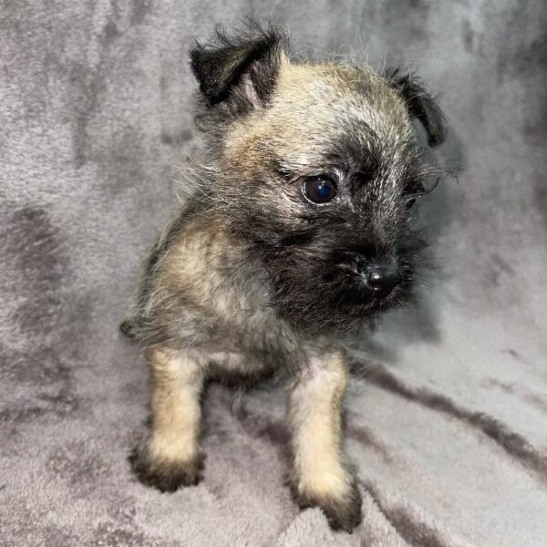 Cairn Terrier-DOG-Female-Wheaten-862-Petland Woodlands, TX