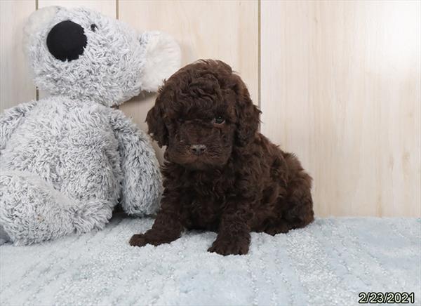Cock A Poo 2 Gen-DOG-Male-Chocolate-907-Petland Woodlands, TX