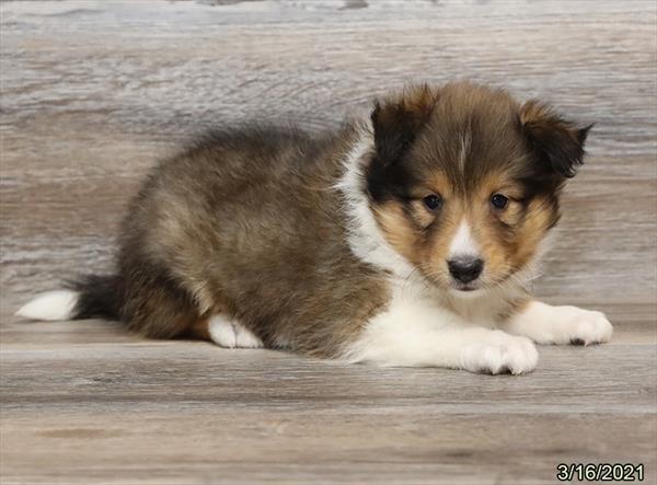 Shetland Sheepdog-DOG-Female-Sable / White-908-Petland Woodlands, TX
