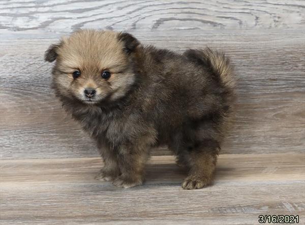 Pomeranian-DOG-Female-Dark Sable-909-Petland Woodlands, TX