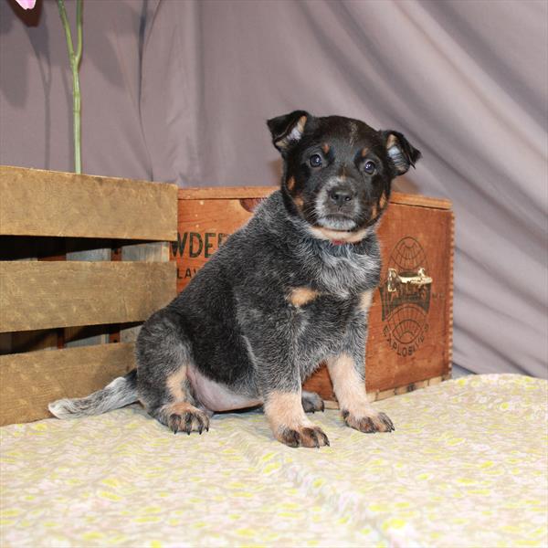 Heeler-DOG-Female-Blue-911-Petland Woodlands, TX