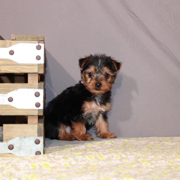 Yorkshire Terrier-DOG-Male-Black / Tan-912-Petland Woodlands, TX