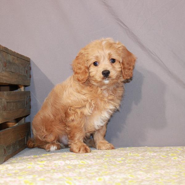 Cavapoo-DOG-Male-Ruby-913-Petland Woodlands, TX