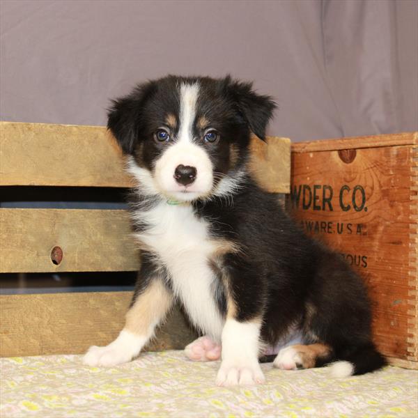 Border Collie-DOG-Male-Black / Tan-915-Petland Woodlands, TX
